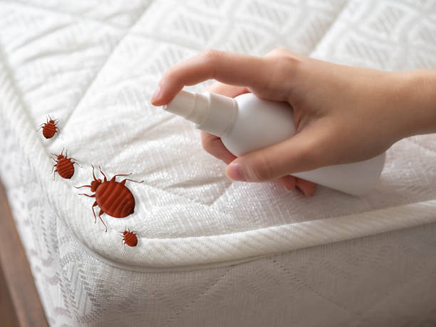 Best Mosquito Control Services  in Graceville, FL