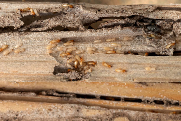 Best Pest Removal Services  in Graceville, FL