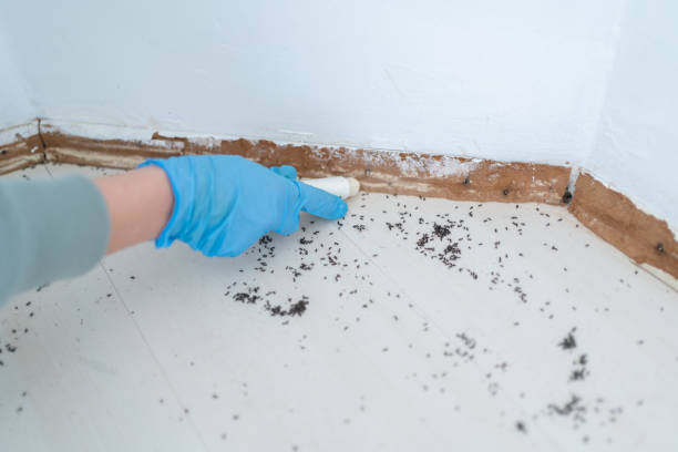 Best Ant Control Services  in Graceville, FL